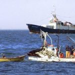 Desembarque pesquero de la Región del Biobío disminuyó 62,3% en agosto
