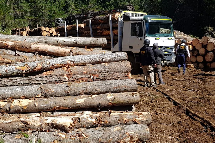 Pdi Concepción Detuvo A Banda Dedicada Al Robo De Madera En La