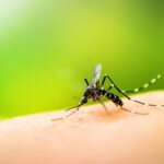 Chile en alerta por Dengue: ¿Cómo evitar el contagio?