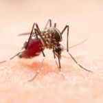 Seremi de Salud refuerza medidas preventivas ante el dengue